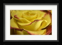 Yellow and Red Rose 2 Fine Art Print
