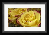 Yellow and Red Rose 3 Fine Art Print
