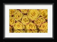 Yellow and Red Rose 6 Fine Art Print