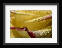 Yellow and Red Rose 11 Fine Art Print