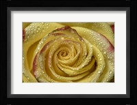 Yellow and Red Rose 12 Fine Art Print