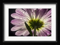 Beneath the Daisies 5 Fine Art Print