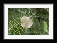 Lake Superior, North Shore 5 Fine Art Print