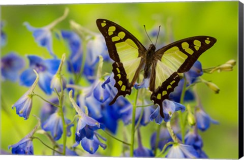 Framed Glassy Bluebottle Butterfly Print