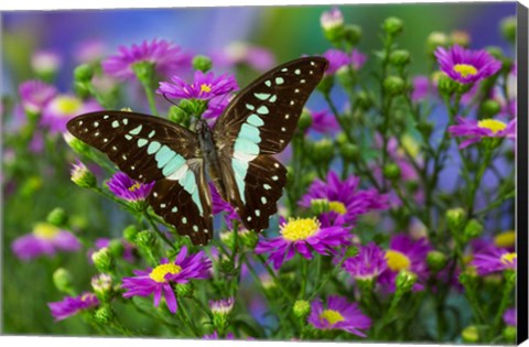 Framed Lesser Jay Butterfly Print