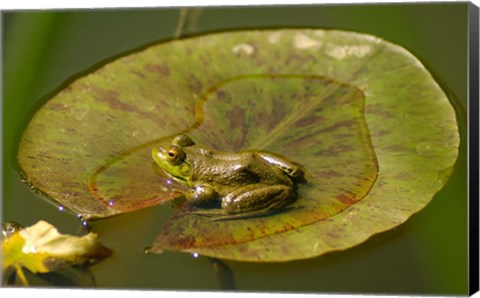 Framed Californian Frog On A Lilypad Print