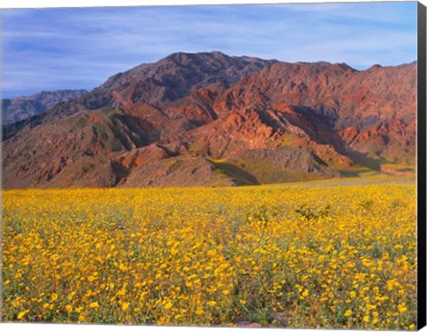 Framed Black Mountains And Desert Sunflowers, Death Valley NP, California Print