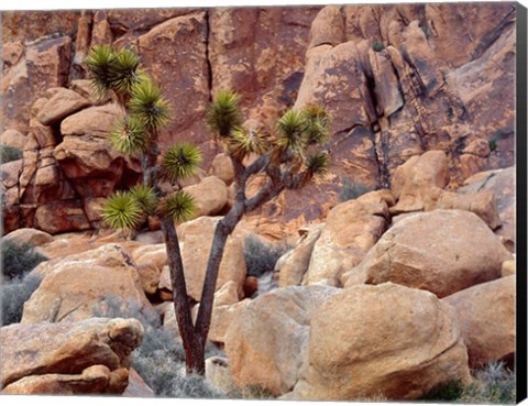 Framed Lone Joshua Trees Growing In Boulders, Hidden Valley, California Print