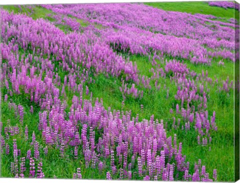 Framed Spring Lupine Meadow In The Bald Hills, California Print
