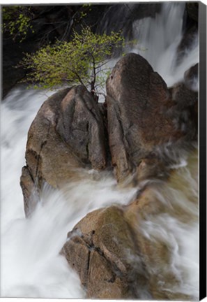 Framed Lone Tree With Waterfall At Cascade Creek Falls Print