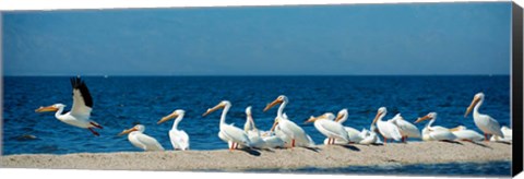 Framed Panoramic Pelicans On The Shore Of The Salton Sea Print