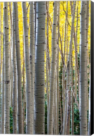 Framed Gathering Of Yellow Aspen In The Uncompahgre National Forest Print