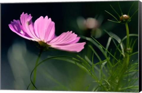 Framed Close-Up Of Cosmos Flower And Bud Print