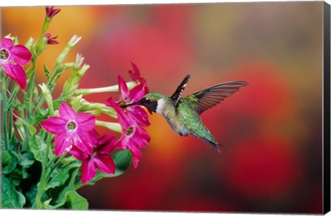Framed Ruby-Throated Hummingbird At Hummingbird Rose Pink Nicotiana Print