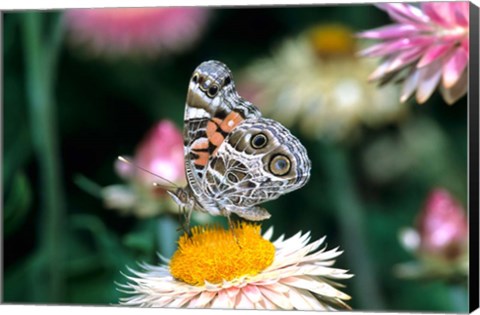 Framed American Lady Butterfly On An Outback Paper Daisy Print