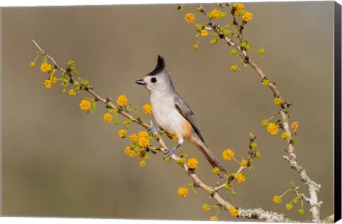 Framed Black-Crested Titmouse Perched In A Huisache Tree Print