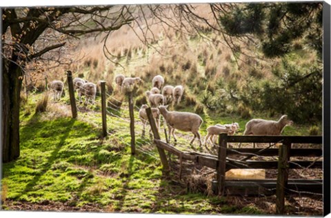 Framed Sheep And Spring Lambs Print