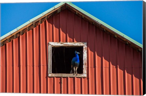Framed Peacock In A Barn Window Print