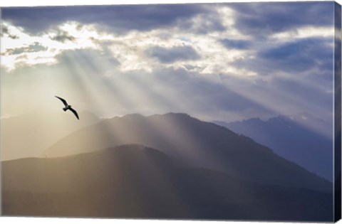 Framed Seagull And God Rays Over The Olympic Mountains Print