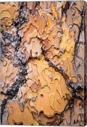 Framed Ponderosa Pine Tree Bark Detail Print
