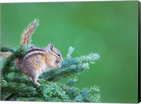 Framed Chipmunk Feeds On New Growth Of Subalpine Fur Needles Print