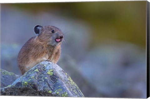 Framed Pika With Its Tongue Out Print