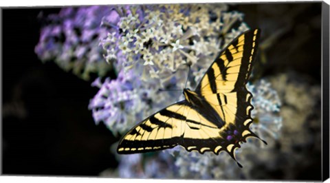 Framed Western Tiger Swallowtail Butterfly On A Lilac Bush Print