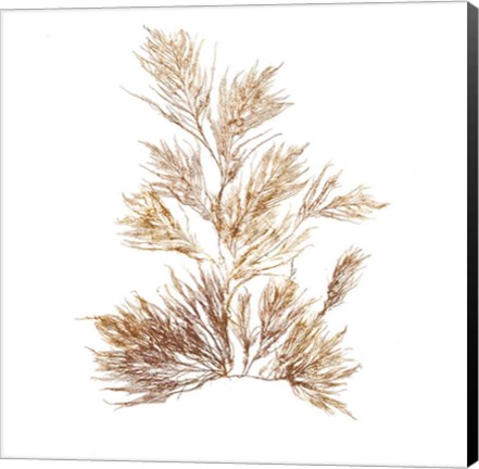 Framed Pacific Sea Mosses X White Sq Print