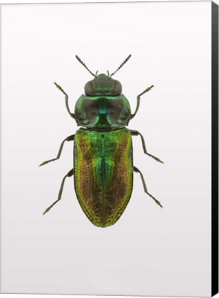 Framed Beetle 1 Print