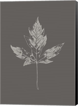 Framed Botanica 5 Print