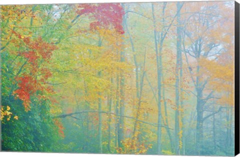 Framed Autumn&#39;s Palette Print