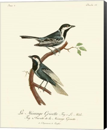 Framed Vintage French Birds III Print