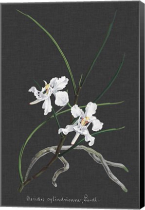 Framed Orchid on Slate II Print