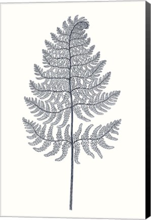 Framed Indigo Botany Study VIII Print