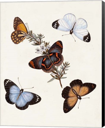Framed Butterflies &amp; Moths IV Print