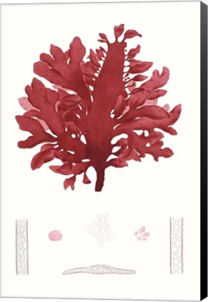 Framed Striking Seaweed I Print