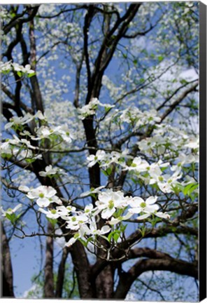 Framed USA, Tennessee, Nashville Flowering dogwood tree at The Hermitage Print