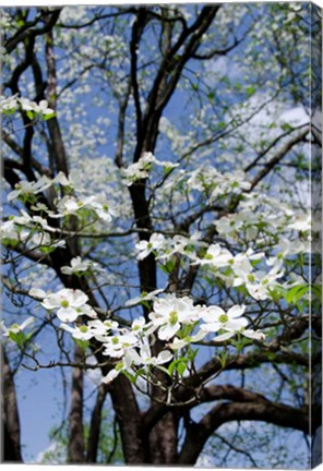 Framed USA, Tennessee, Nashville Flowering dogwood tree at The Hermitage Print