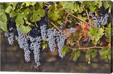 Framed Close Up Of Cabernet Sauvignon Grapes In The Haras De Pirque Vineyard, Chile, South America Print