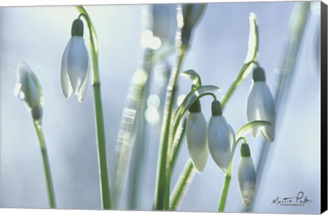 Framed Couple of Snowdrops Print