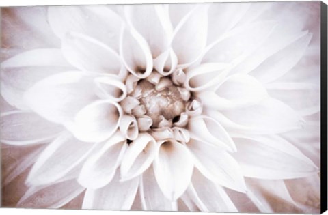 Framed Bright White Bloom II Print