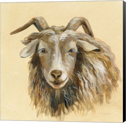 Framed Highland Animal Sheep Print