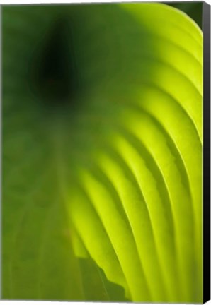 Framed Hosta Leaf Detail 4 Print