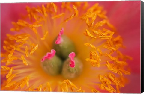 Framed Pink Peony Bloom 3 Print