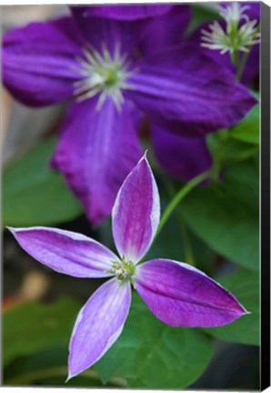 Framed Purple Clematis Flowers 1 Print