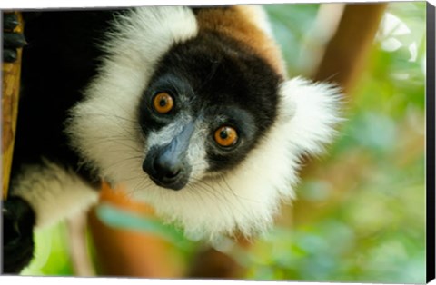 Framed Madagascar, Lake Ampitabe, Headshot Of The Showy Black-And-White Ruffed Lemur Print
