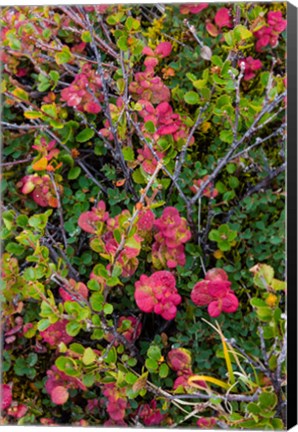 Framed Greenland, Eqip Sermia Dwarf Birch And Other Tundra Plants Print