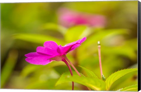 Framed Costa Rica, Monteverde Cloud Forest Reserve Pink Flower Close-Up Print