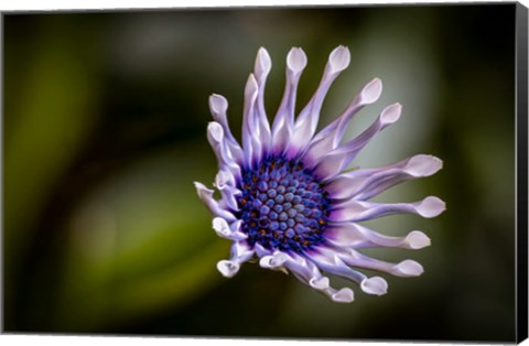 Framed Colorado, Fort Collins, African Daisy Close-Up Print