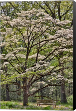 Framed Bench Under Blooming White Dogwood Amongst The Hardwood Tree, Hockessin, Delaware Print